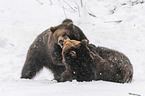 fighting Brown Bears