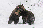 fighting Brown Bears