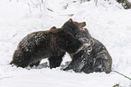 fighting Brown Bears
