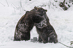 fighting Brown Bears