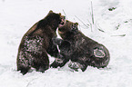 fighting Brown Bears