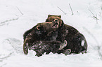 fighting Brown Bears