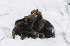 fighting Brown Bears