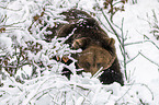Brown Bear in the snow