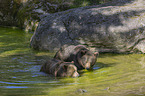 Brown Bears in the water