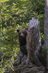 Brown Bear