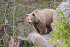 brown bear in the forest