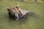 european brown bear