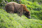 european brown bear