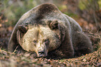 brown bear