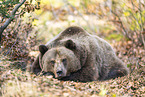 brown bear