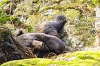 brown bear