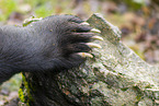 brown bear