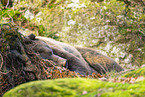 brown bear