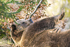 brown bear