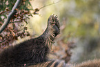 brown bear