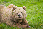 brown bear