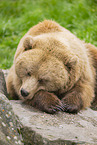 brown bear