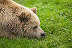 brown bear