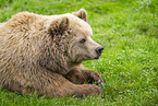 brown bear