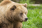 brown bear