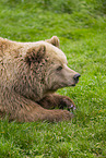 brown bear
