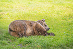 brown bear