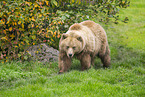 brown bear