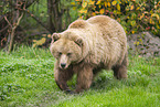 brown bear