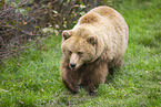 brown bear