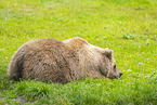 brown bear