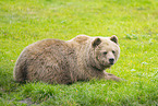 brown bear