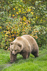brown bear