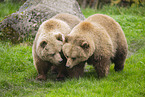 brown bear