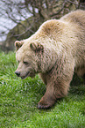 brown bear