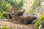 brown bear