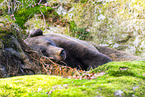brown bear