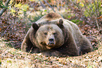 brown bear