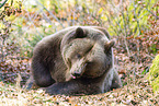 brown bear