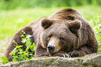 brown bear