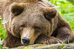 brown bear