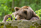brown bear