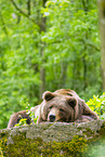 brown bear