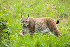 lynx