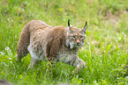 lynx