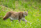 lynx