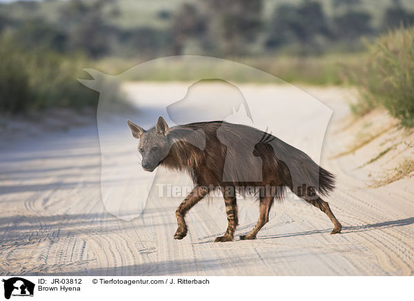 Schabrackenhyne / Brown Hyena / JR-03812