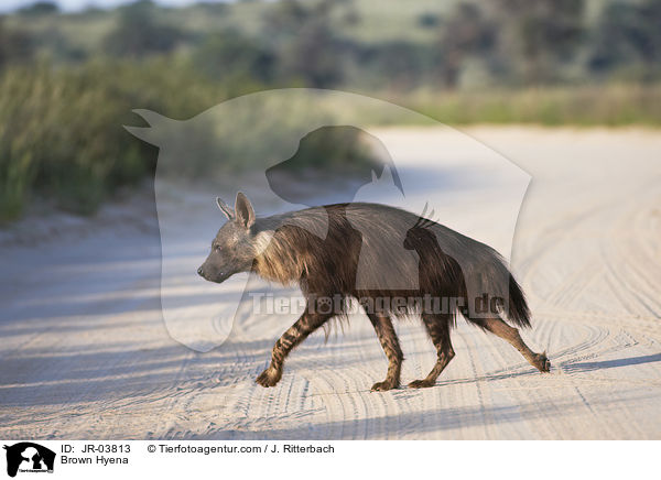 Brown Hyena / JR-03813