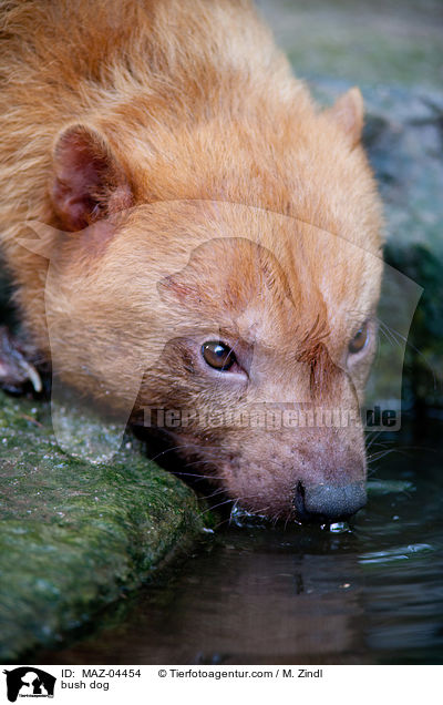 Waldhund / bush dog / MAZ-04454