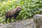 standing Bush Dog